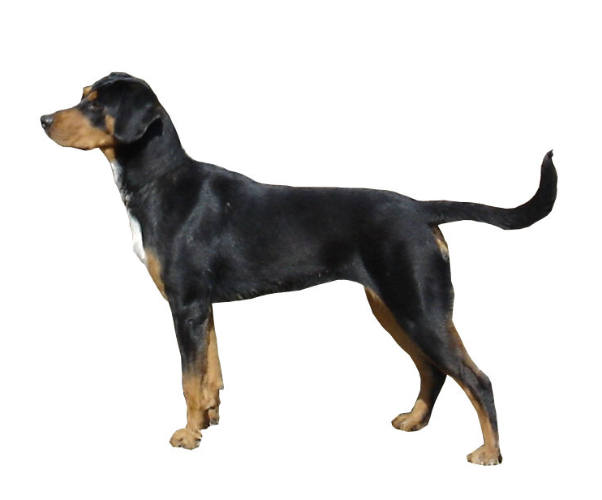 chien courant de transylvanie