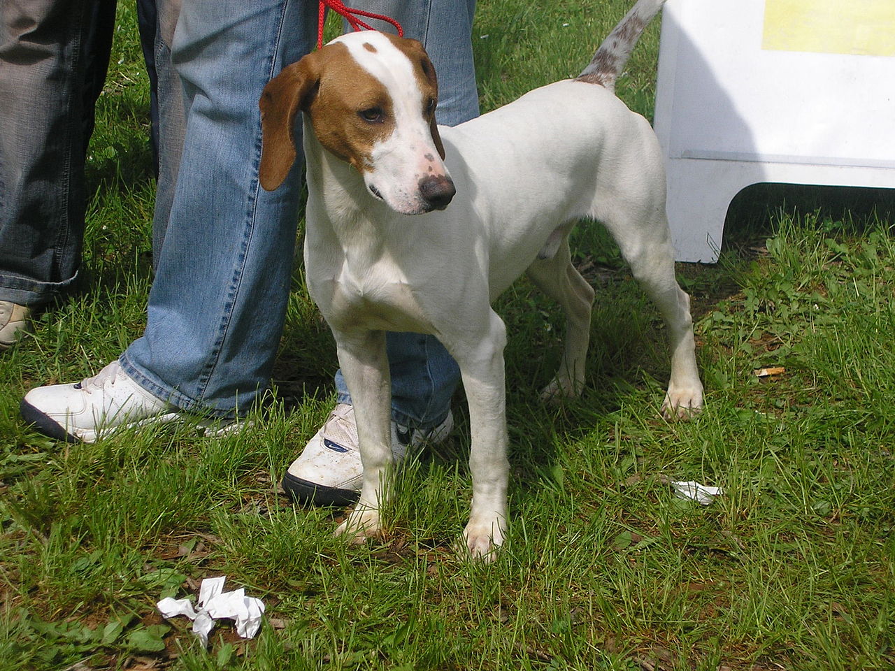 chien courant d'istrie à poil ras personnalité