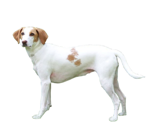 chien courant d'istrie à poil ras