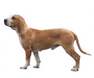 Spanish hound