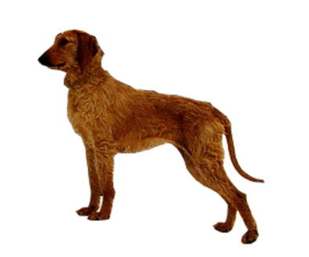 chien courant italien à poil dur