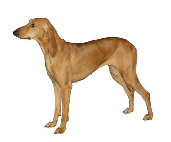 chien courant italien à poil ras