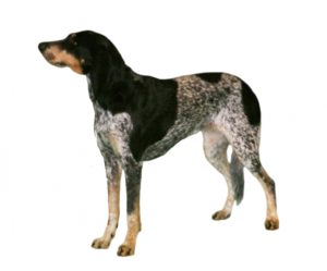 chien courant lucernois