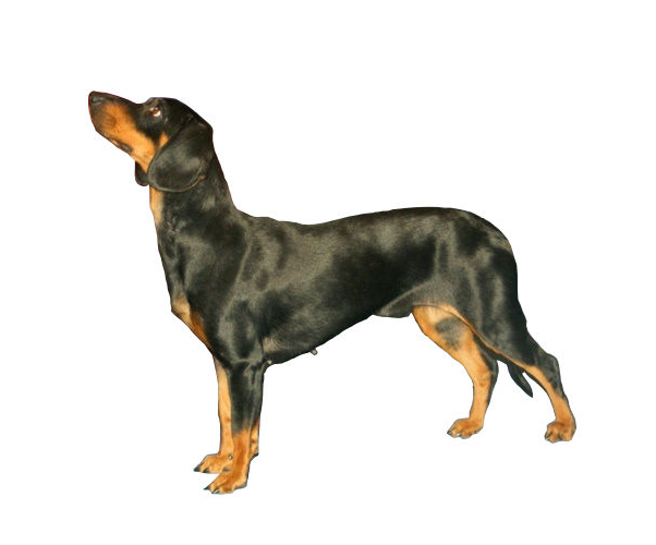 Chien courant slovaque