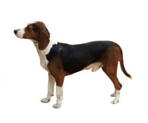 chien courant yougoslave tricolore