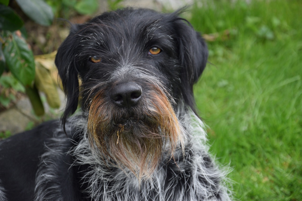 chien d'arrêt allemand à poil dur personnalité