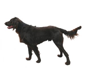 German Longhaired Pointer