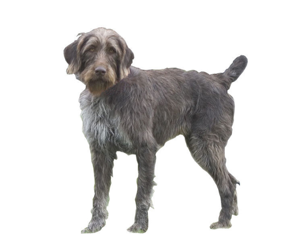 chien d'arrêt allemand à poil raide