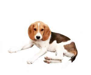 Artois dog