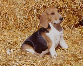 chien d'artois personnalité
