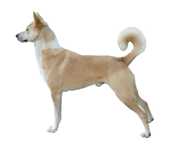 Perro de Canáan