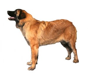 serra da estrelada dog