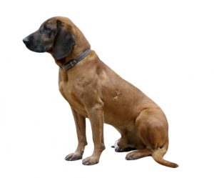 chien de rouge de bavière