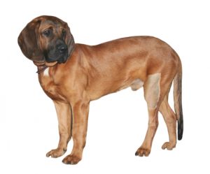 perro rojo hannoveriano