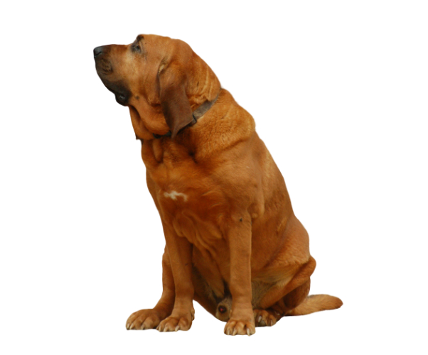 chien de saint-hubert