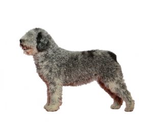 chien d'eau espagnol