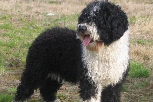 chien d'eau espagnol photo 2