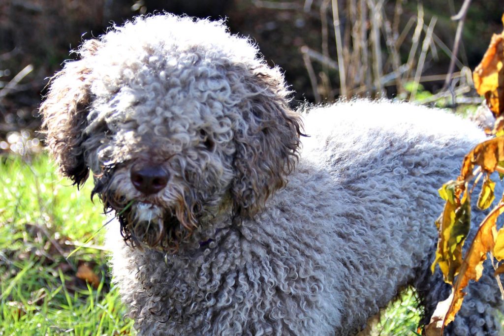 Spanish Water Dog picture 3