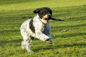 chien d'eau espagnol photo