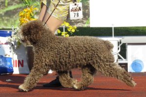 chien d'eau espagnol photo 4