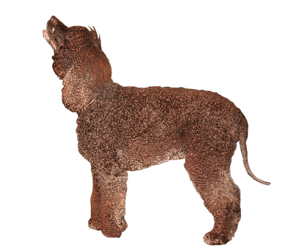 chien d'eau irlandais