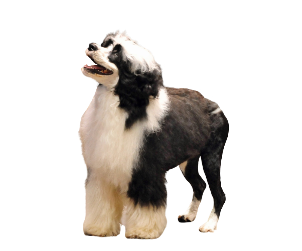 chien d'eau portugais