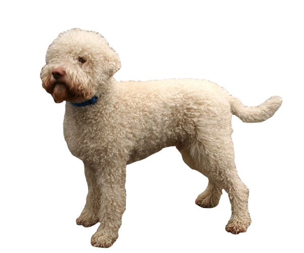 Perro de agua romano
