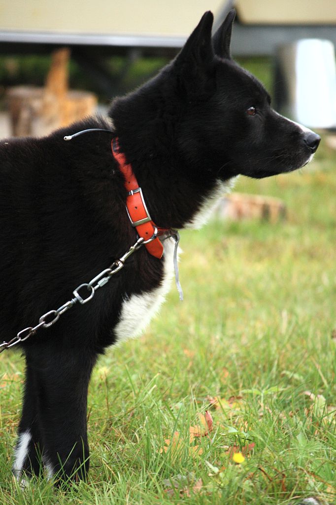 chien d'ours de carélie personnalité