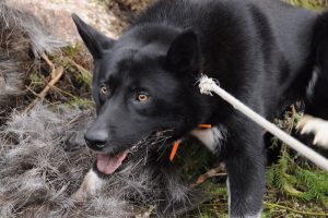 chien d'ours de carélie photo 2