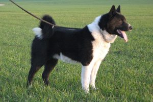 chien d'ours de carélie photo 3