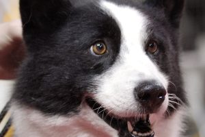 chien d'ours de carélie photo