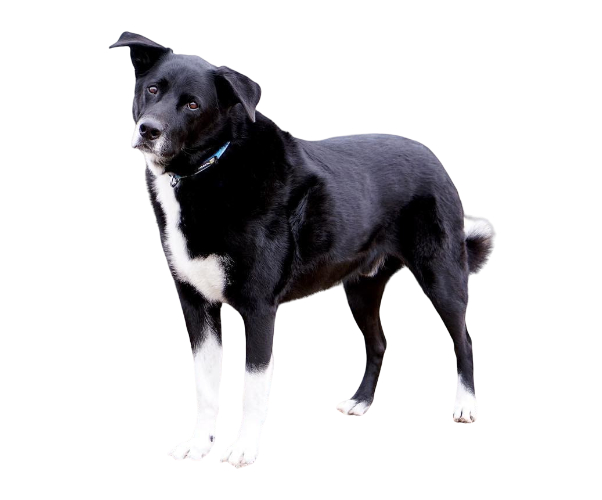 Perro oso carelio