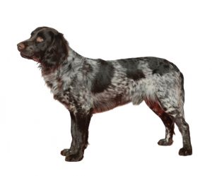 chien d'oysel