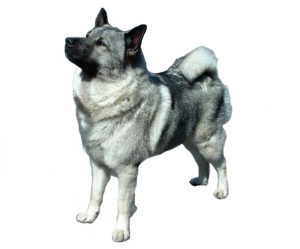 chien d'élan norvégien gris