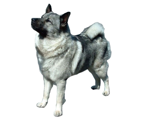 chien d'élan norvégien gris