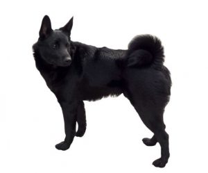 black Norwegian Elkhound