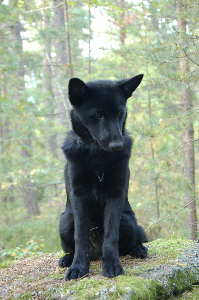 chien d'élan norvégien noir personnalité