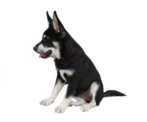 Swedish elkhound