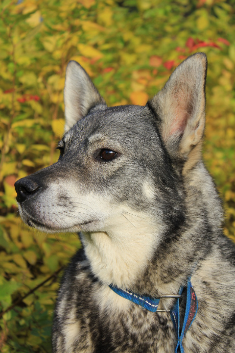 chien d'élan suédois personnalité