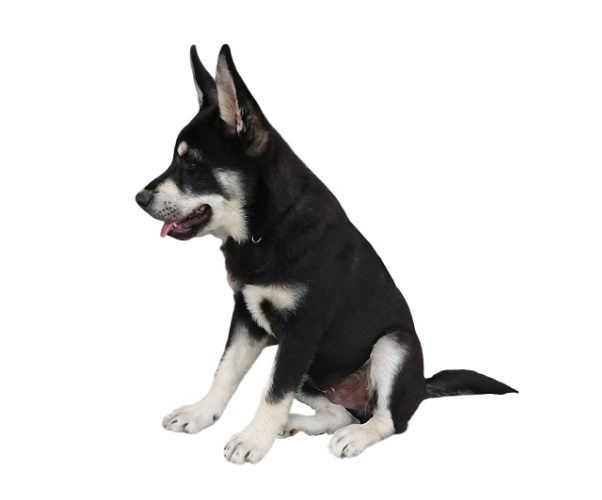 chien d'élan suédois