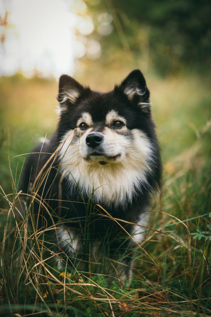 chien finnois de laponie personnalité