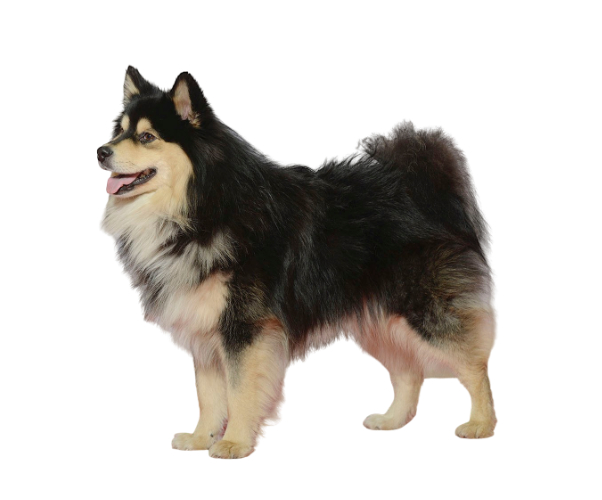 Perro finlandés de Laponia