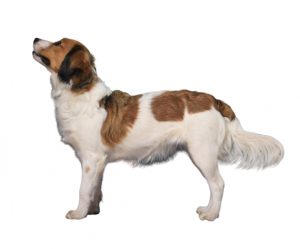 Perro canario holandés