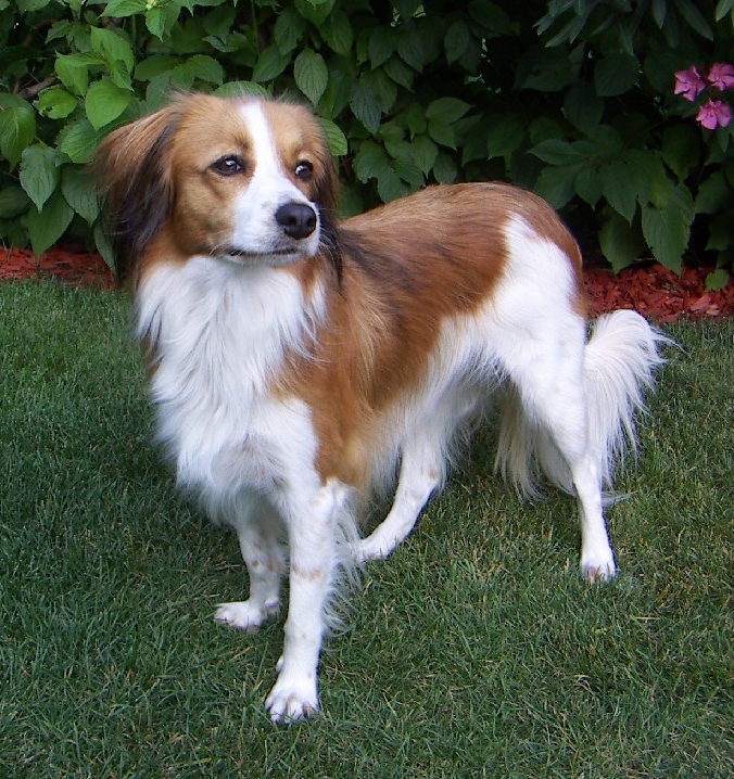 chien hollandais de canardière personnalité