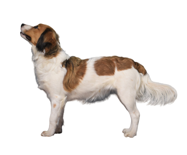Perro canario holandés