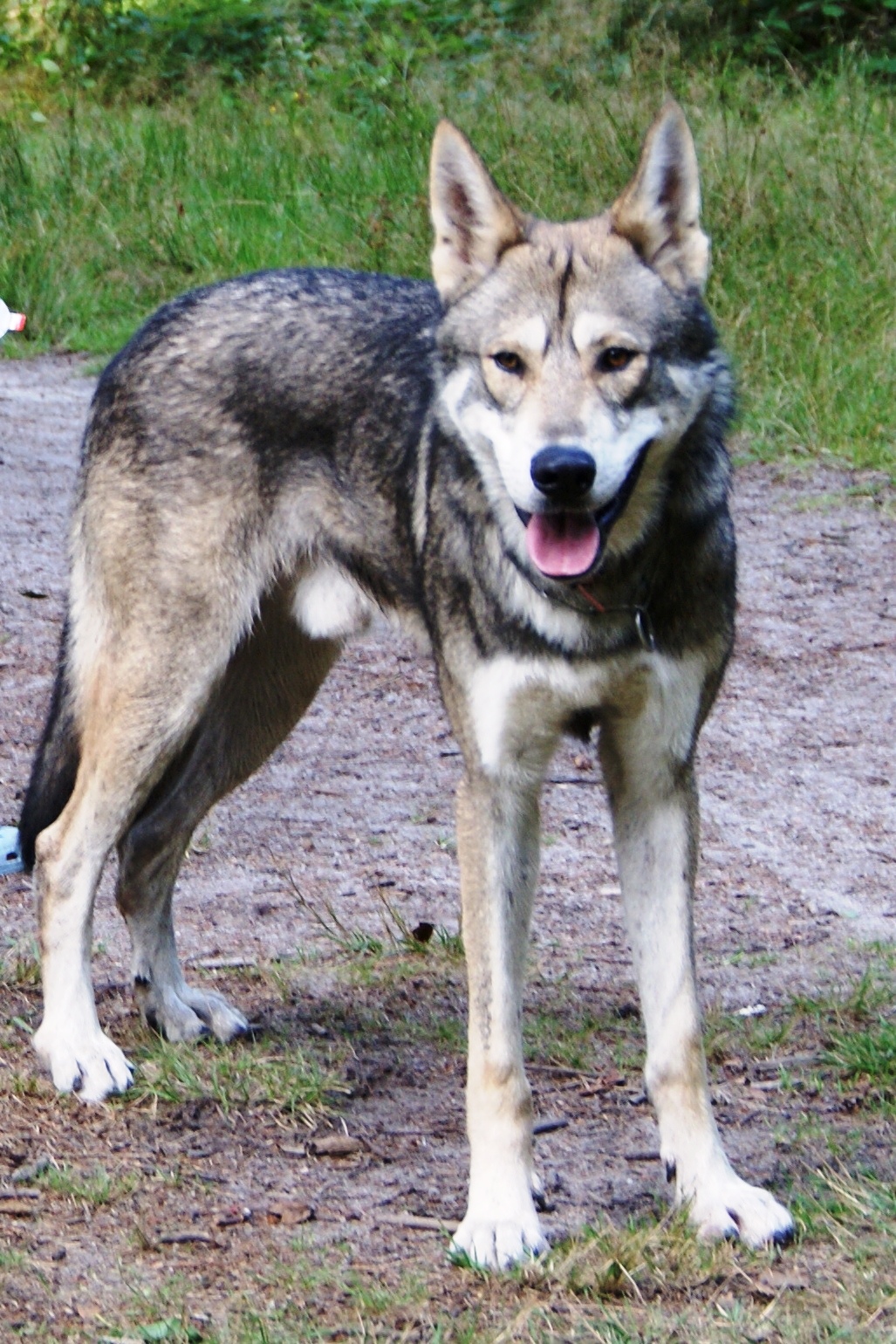 Chien Loup De Saarloos Tout Savoir Sur Cette Race