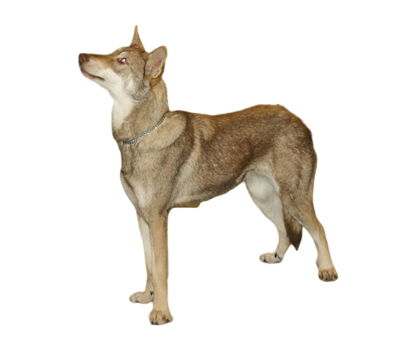 Chien Loup De Saarloos Tout Savoir Sur Cette Race