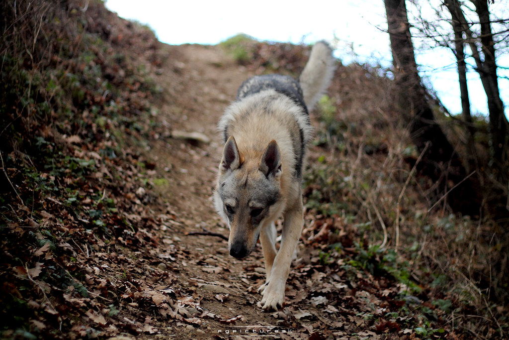 chien loup tchécoslovaque personnalité