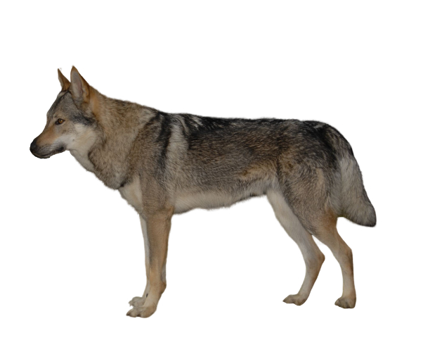 chien loup tchécoslovaque