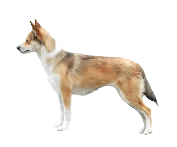 Perro frailecillo noruego